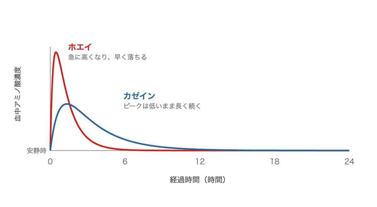 ホエイとカゼインで血中アミノ酸の上がり方の形が違うことを示した折れ線グラフ
