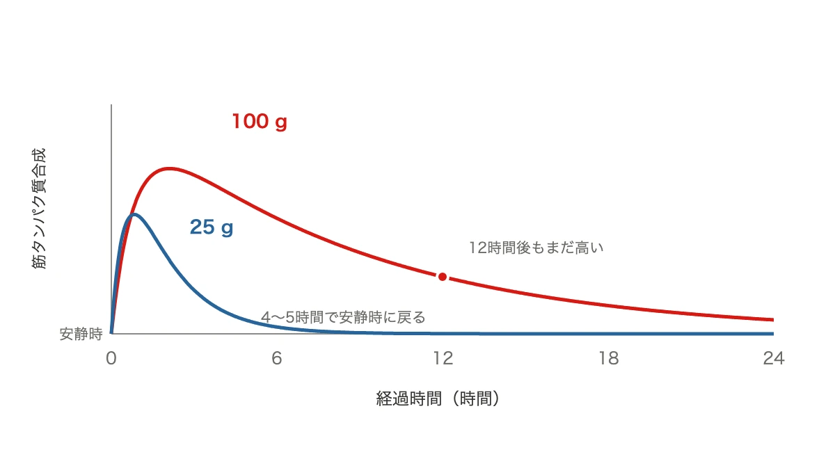 ミルクタンパク質25gと100gで筋タンパク質合成が続く時間が違うことを示した折れ線グラフ