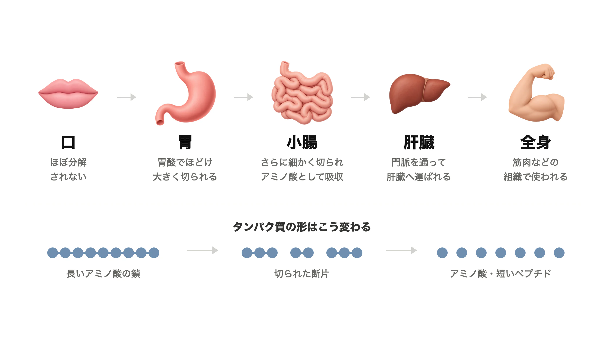 タンパク質が消化・吸収される流れ