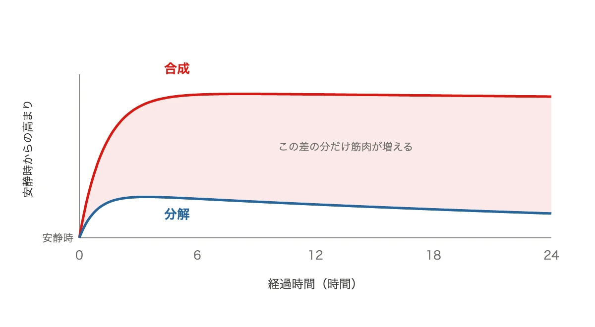筋トレ後に合成と分解の両方が高まり、合成のほうが大きく上回ることを示した折れ線グラフ