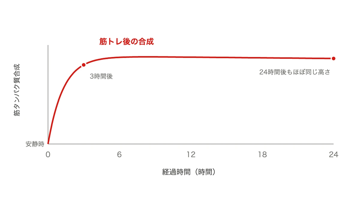 筋トレ後の筋タンパク質合成が高まり、24時間後もほぼ同じ高さが続くことを示した折れ線グラフ