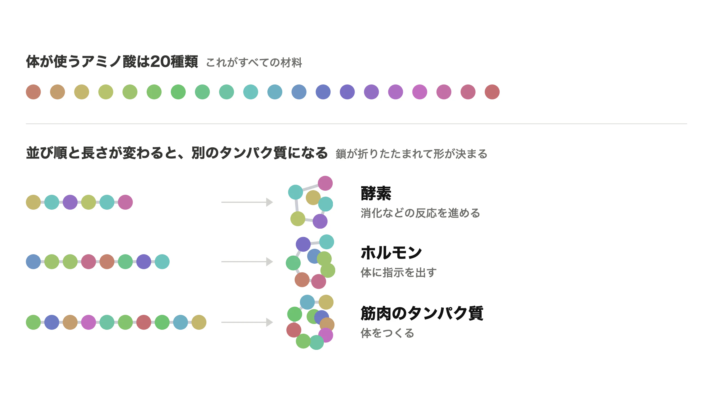 20種類のアミノ酸が並び順を変えて別のタンパク質になる
