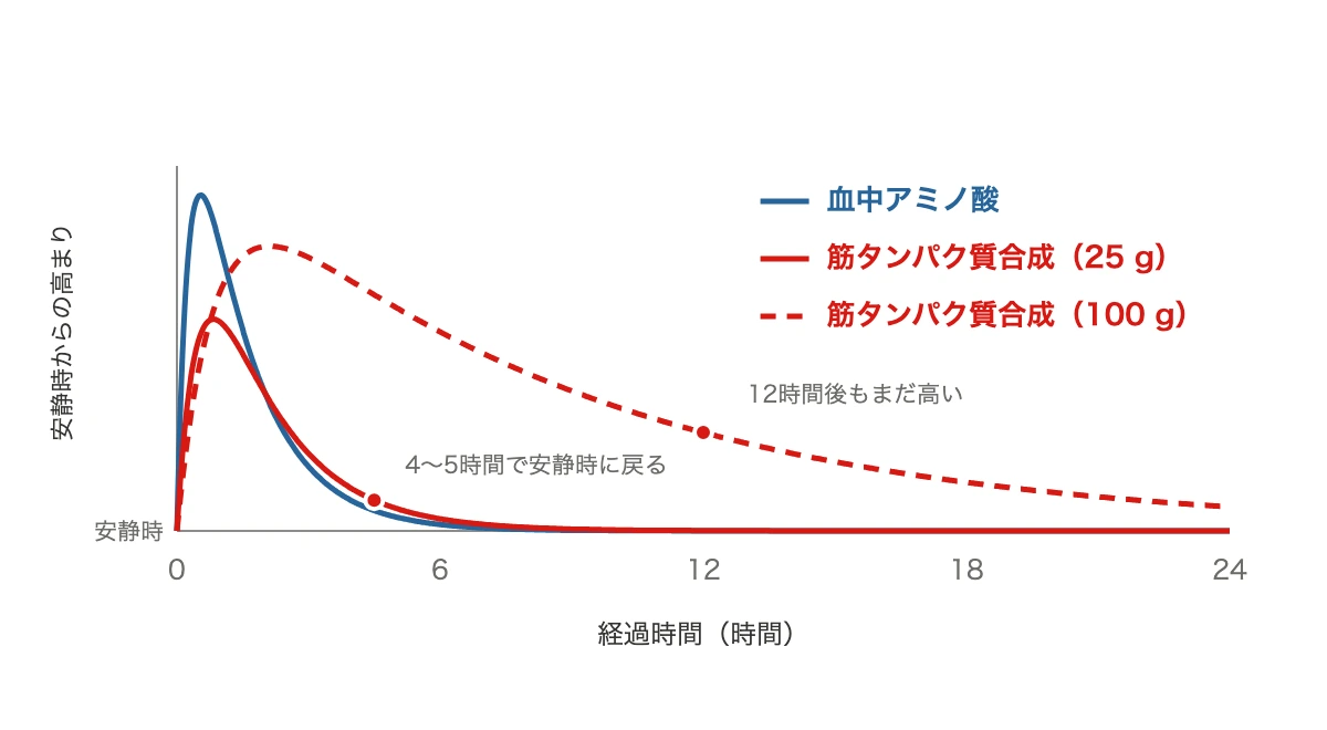 血中アミノ酸と、25gと100gそれぞれの筋タンパク質合成が時間とともにどう変わるかを比べた折れ線グラフ