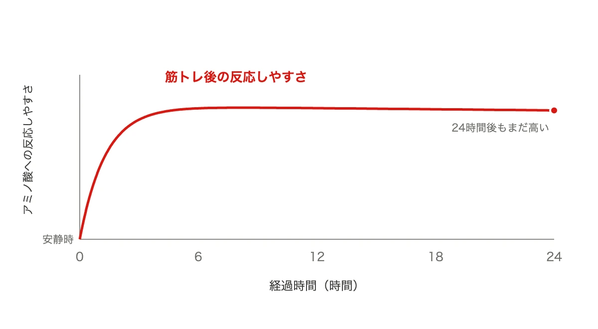 筋トレ後、筋肉がアミノ酸に反応しやすい状態が24時間続くことを示した折れ線グラフ